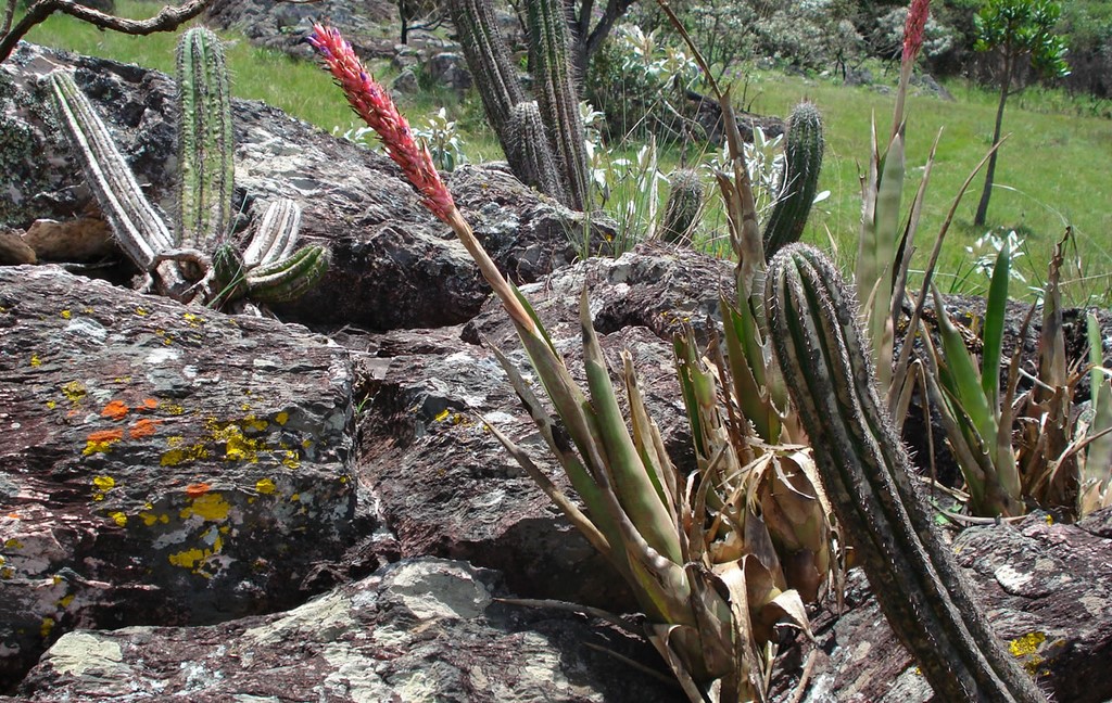 Cactos e bromélias do Cerrado