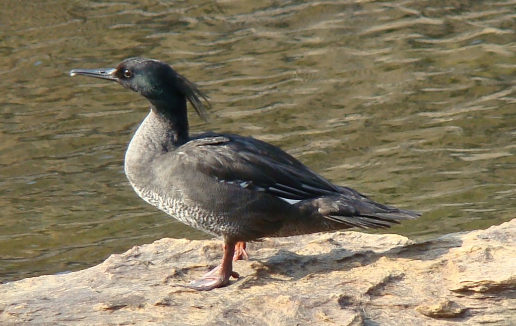 Pato-mergulhão
