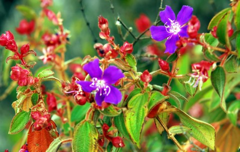 Flores do Cerrado