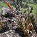 Cactos e bromélias do Cerrado