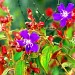 Flores do Cerrado