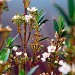 Flores do Cerrado