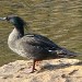 Pato-mergulhão
